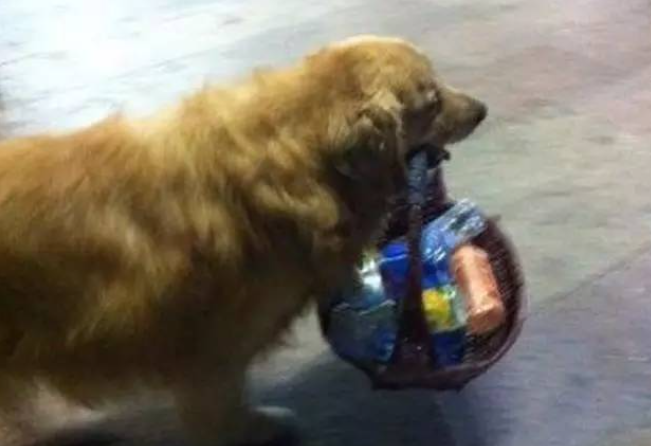 这只每天散步都叼着竹篮的黄金猎犬的行为真的很让人类惭愧...