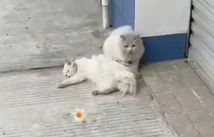 同伴离世，流浪猫不离不弃，虽遭受苦难，但它依然相信人类