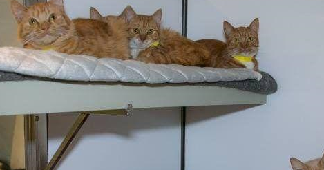 英国出现虐猫事件，密封纸箱中装着11只猫，猫咪差点被闷死