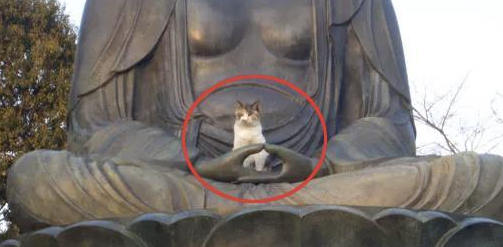 一只喜欢坐在佛祖手上发呆的猫咪，显得格外超凡脱俗…… 