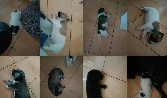 雨天好心收留走丢狗狗，结果…“捡一送八”！！！