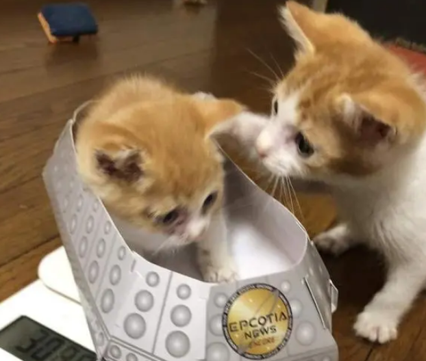捡回一只小流浪猫，主人不在就抱着毛绒玩具，孤单的样子惹人心疼