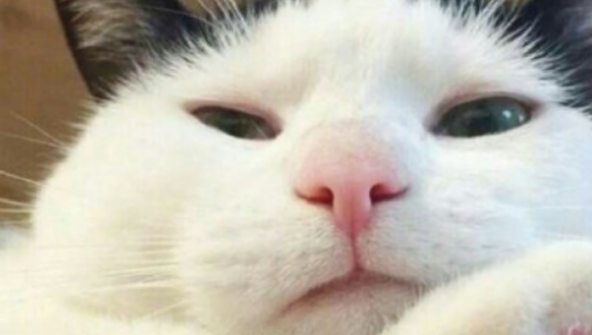 你的猫是个偷窥狂，特别喜欢偷看你洗澡、上厕所 