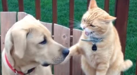  狗子被猫咪凶了，它奋起反抗