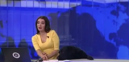 狗狗抢新闻主持人饭碗，闯进直播间端坐，美女主持人蒙圈