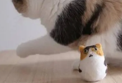  铲屎官收集猫咪掉的毛，做成一顶猫毛帽子，小猫咪瞬间变绅士