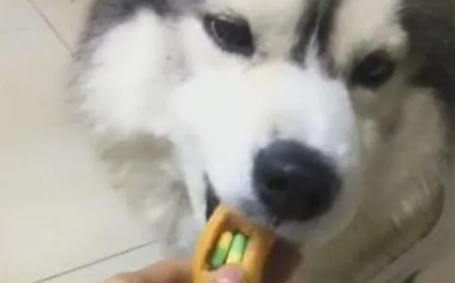 主人用火腿肠忽悠哈士奇吃药，结果二哈的反应却让主人十分纳闷