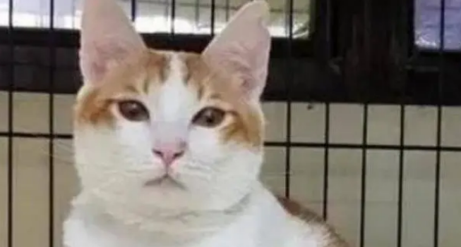 流浪猫因为好奇心掉入泥潭，幸好遇见好心人，最后模样转变惊人