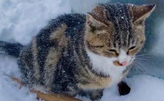 小猫雪天被冻僵女子用吹风机救活