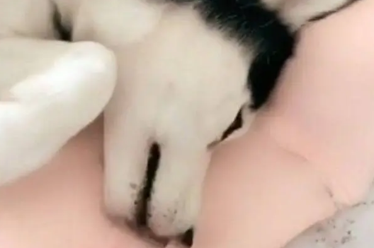 女主人下班回家，发现哈士奇和男友的睡姿后，瞬间笑喷