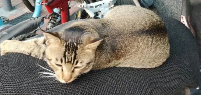 在车棚等待主人下班的猫咪，让网友心生羡慕