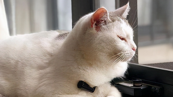 猫咪“离家出走”后，为什么再也回不来呢？这几点让人很心酸