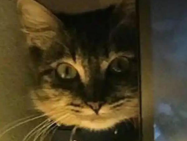 主人打游戏，猫咪在屏幕旁盯着看，网友：眼神有点恐怖