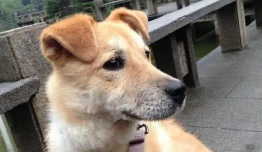 中华田园犬妈妈得知两个孩子要被卖掉，和狗崽挨个道别，看哭主人