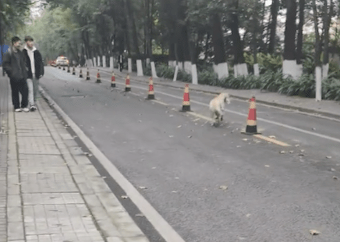 大学生买的午饭，被一只流浪狗当街抢走了，狗：香迷糊了！ 