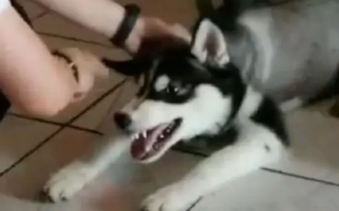 哈士奇犯错被抓反而还凶主人，结果主人拿出了这个，二哈立马认怂