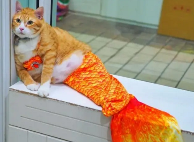 主人把橘猫装扮成美人鱼，网友一看笑翻：简直毫无违和感！