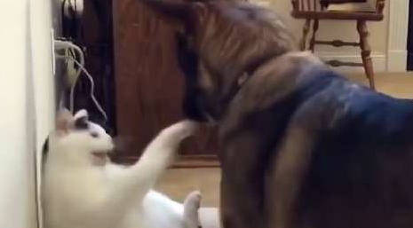 猫咪霸占德牧新窝，还想动手挠德牧，真以为自己是“老虎”了？