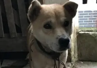 养了13年的老土狗，被奶奶卖去狗肉店，狗狗绝望的眼神让人泪目