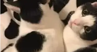 主人网购猫咪同款床单，睡觉时很苦恼，妻子怒了：你和猫过吧