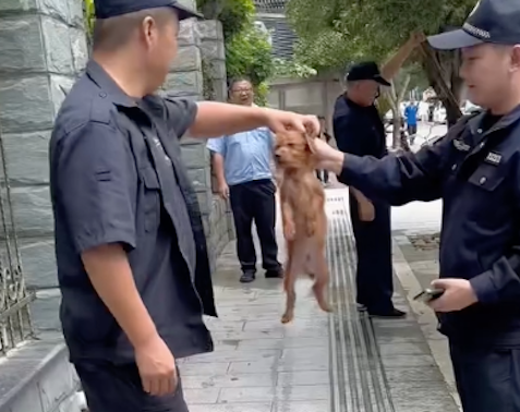遇到只流浪狗没法照顾，放回街上后就被城管抓走