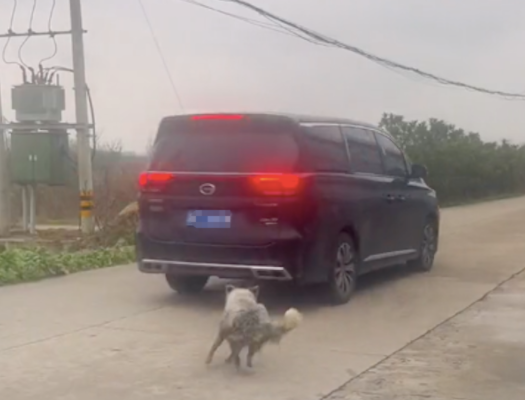 狗狗对着来往的车辆乱咬，每次都差点被撞到，主人太没责任心了！