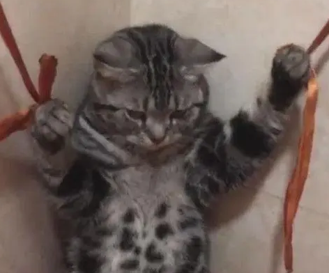 家人给猫洗澡，主人回家到卫生间一看忍不住笑喷，猫：我太难了