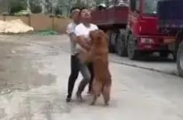 男子踩了金毛一脚，不道歉还怪狗，结果金毛让他当场后悔！