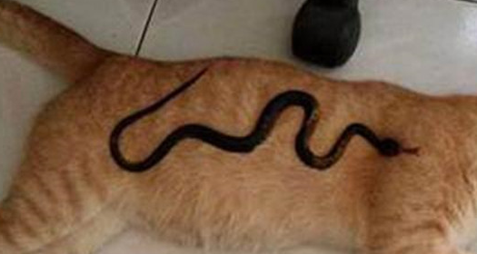 猫咪睡觉时感觉身上有东西，醒了之后一看，夸张表情逗笑网友