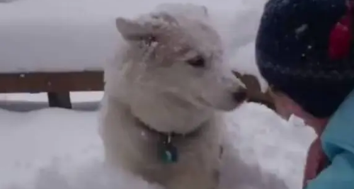 哈士奇把主人堆的雪人弄没了，于是主人一生气把二哈堆成了雪狗