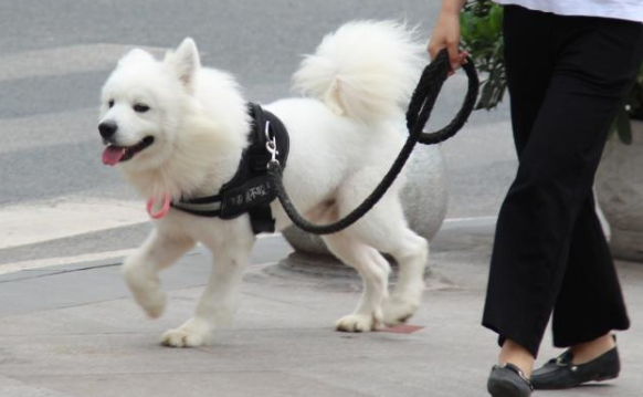 牵了绳遛狗，没咬人也可能出事，案例：狗吓到路人致伤残，犬主赔9万多元