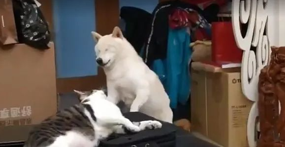 柴柴主动找猫咪讨打，提前紧闭双眼等被揍：今天挨打任务完成！开心！