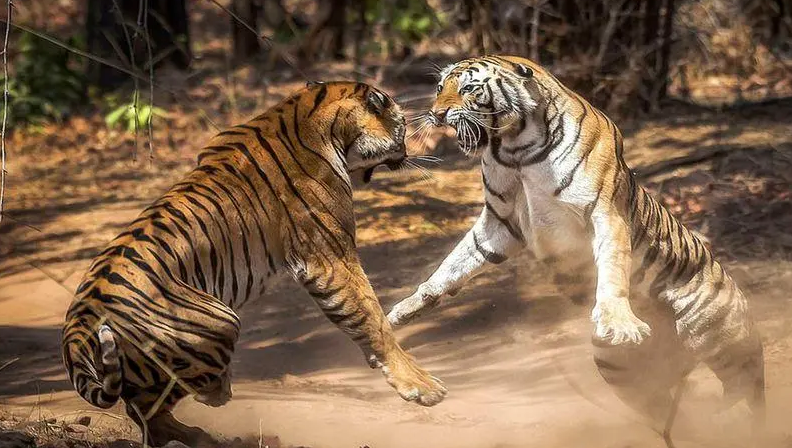 两只老虎打架就是这样的？我不是看到两只大肥猫了吧！ 