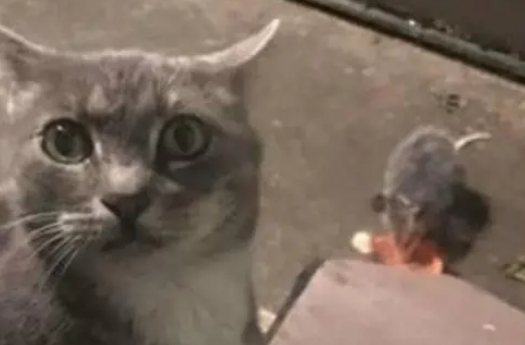 老鼠偷吃猫咪的饭，猫咪却转头求助主人，主人顿时哭笑不得