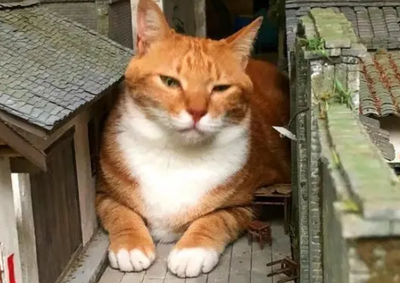 橘猫化身“小怪兽”，赖在街道模型中不走：这是“朕”的天下