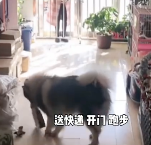顾客来店里老板不在家，狗狗竟帮忙送狗粮，一个敢取，一个敢送