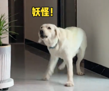 主人化妆后狗狗就不认识了，一脸惊恐的逃跑！