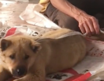大叔为了生活所迫，不得不将两只田园犬摆摊售卖