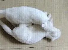 猫咪要生二胎，非要让大儿子去看：让你知道老娘生你有多不容易