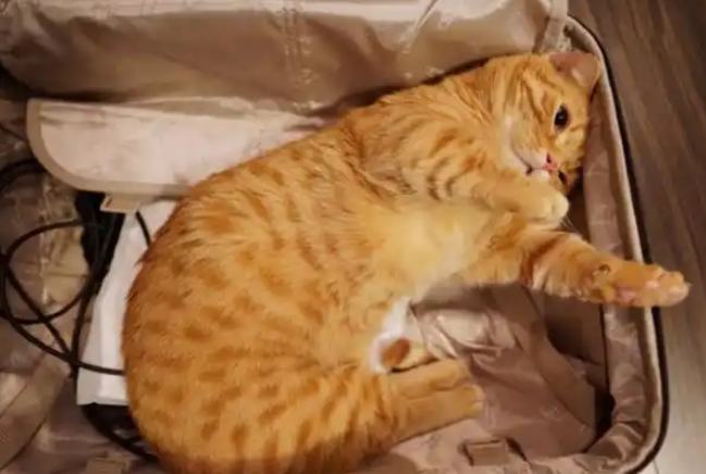 猫咪偷钻行李箱，行李箱被猫塞满，网友：不愧是橘猫