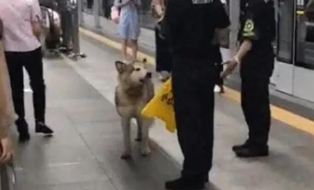 哈士奇因为迷路闯进地铁站，被安保包围后，二哈反应特别可爱