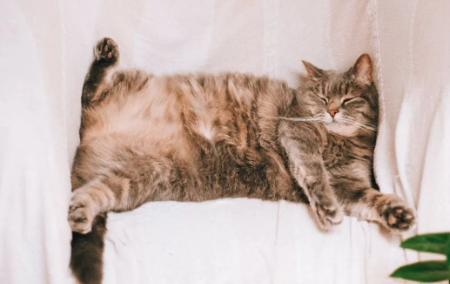 网友家的猫放着豪华猫窝不睡，喜欢跑去厕所cos毛巾，笑不活了！