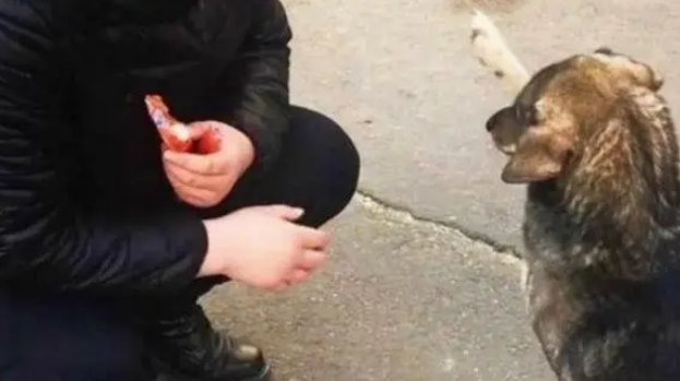 喂火腿肠给流浪犬，流浪犬不吃反而伸出爪子，随后举动让人感动