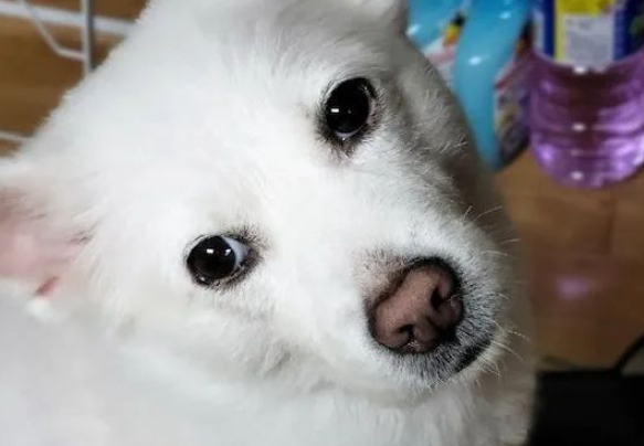 主人生气说再也不理狗子，狗子竟也和他冷战：你说的哦