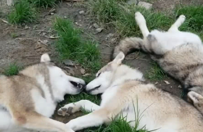 二哈成功带偏狼犬，罗威纳没眼看了，常因不够变态与你们格格不入