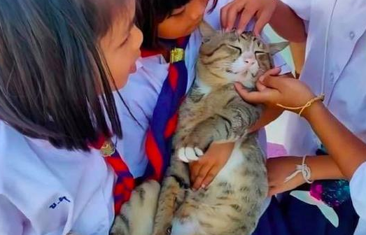老师把猫带到学校里，它被小朋友抱在怀里来回摸，表情太享受了！