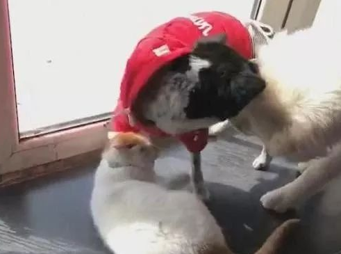 猫咪被邻居狗狗欺负，萨摩耶实力镇压，萨摩：小样，欺负我大哥？