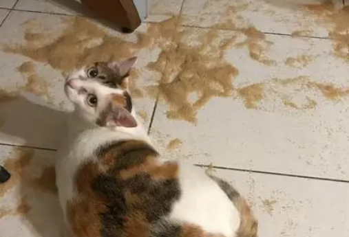 主人误以为是三花猫打翻猫砂，看监控发现冤枉它了