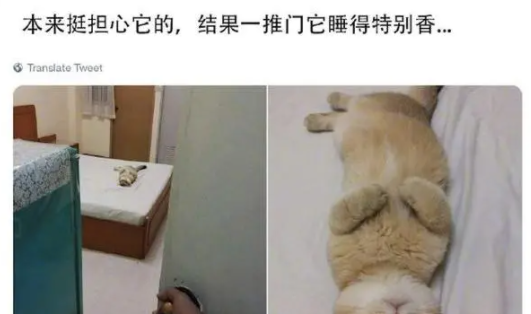 猫咪独自在家3天，网友回家推开门一看，顿时哭笑不得