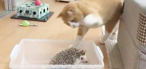 家里来了一只刺猬，橘猫上前给它就是一巴掌！结果后悔了 